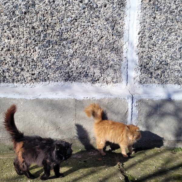 Глазуля и Рыжуля