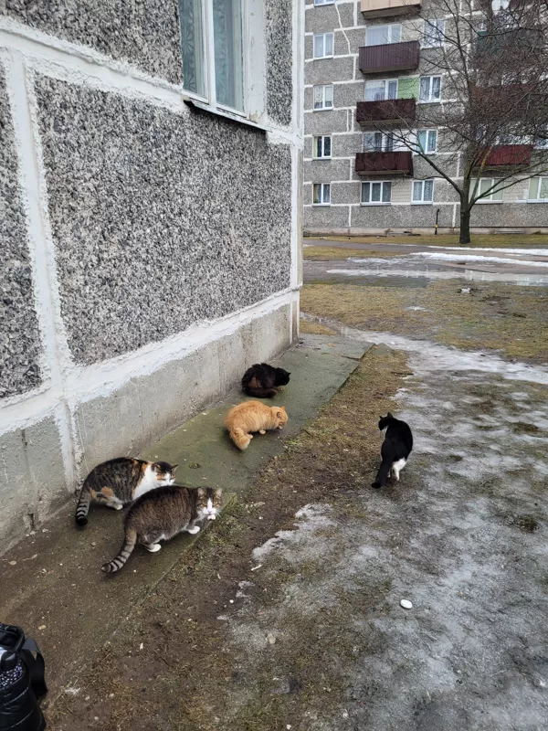 Банда2