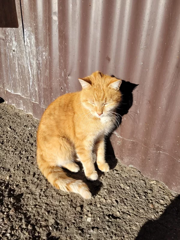 Рыжик