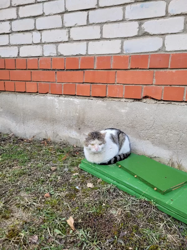 Беляшик
